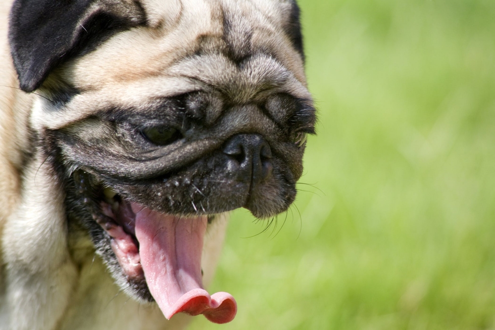 dog keeps sneezing