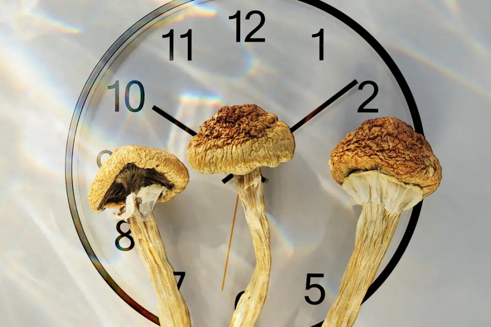 how long does a mushroom trip last