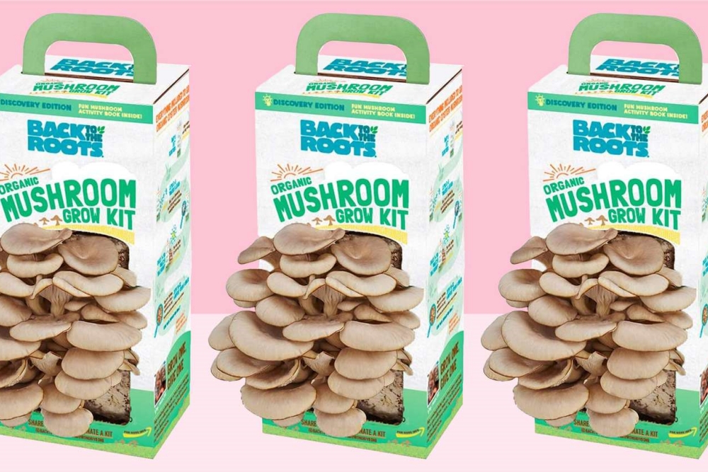 mushroom grow kit