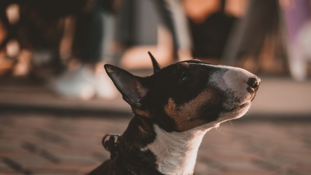 digging-deeper-unraveling-the-mystery-of-dogs-burying-bones.jpg Digging Deeper: Unraveling the Mystery of Dogs Burying Bones