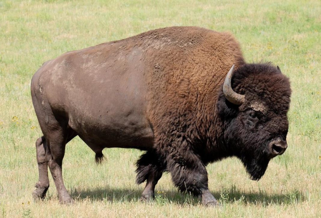 Top Buffalo Rheumatologists: Expert Joint Care