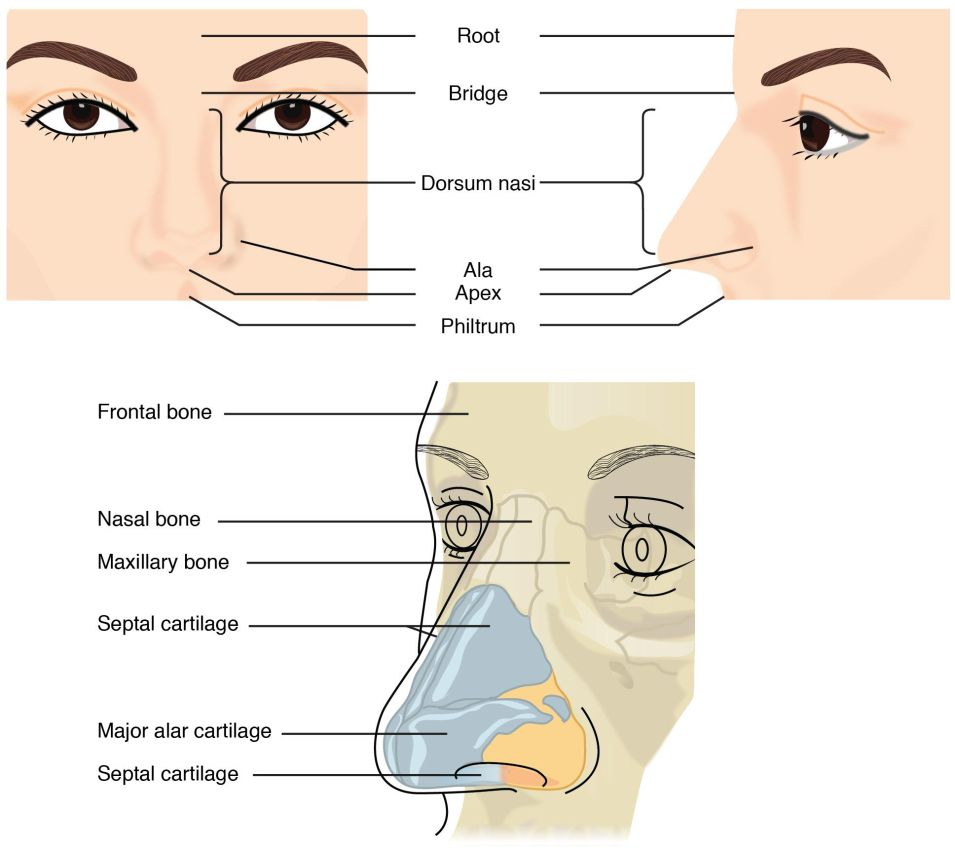 Isthmus Eye Care: Your Vision’s Narrow Passage to Health