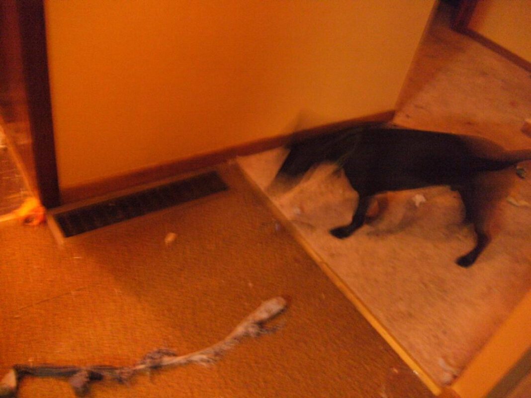 Hesselsons: Your One-Stop Shop for Outdoor Gear and More