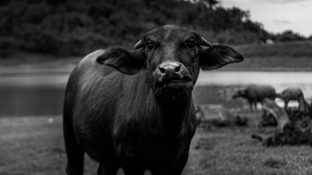 Top Buffalo Rheumatologist: Expert Care for Arthritis