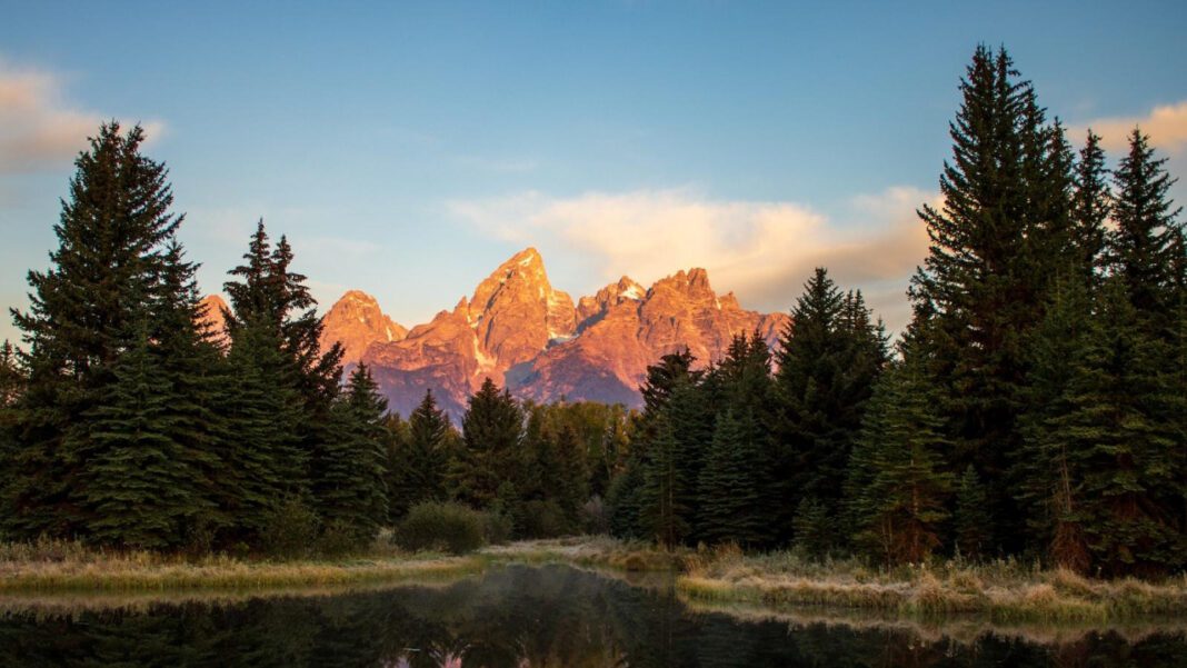 Majestic Moose Antler Drop Caught on Drone Cam