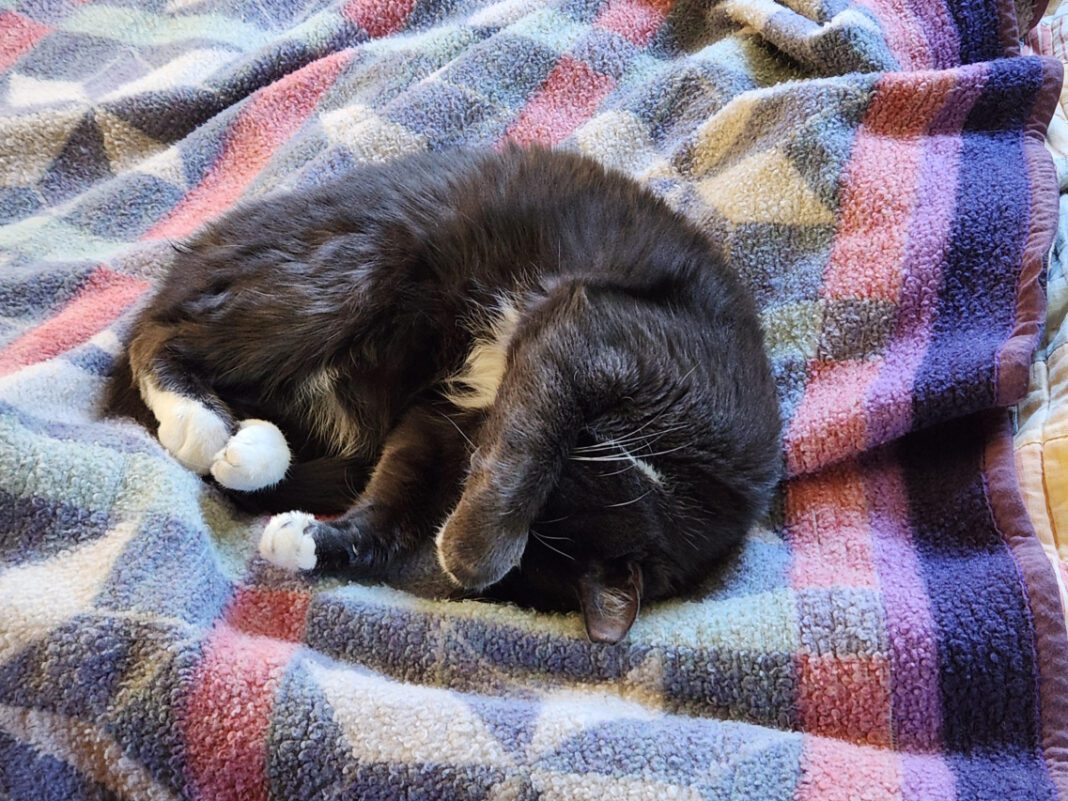 The Tail Tale: Why Cats Present Their Derriere