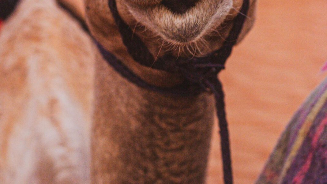 Unveiling the Secrets of a Camel’s Mouth