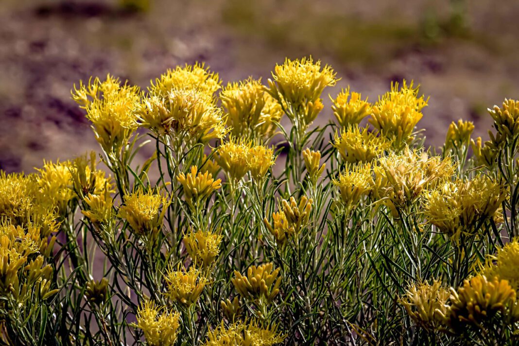 Leaf Loss Lament: The Rubber Plant Blues
