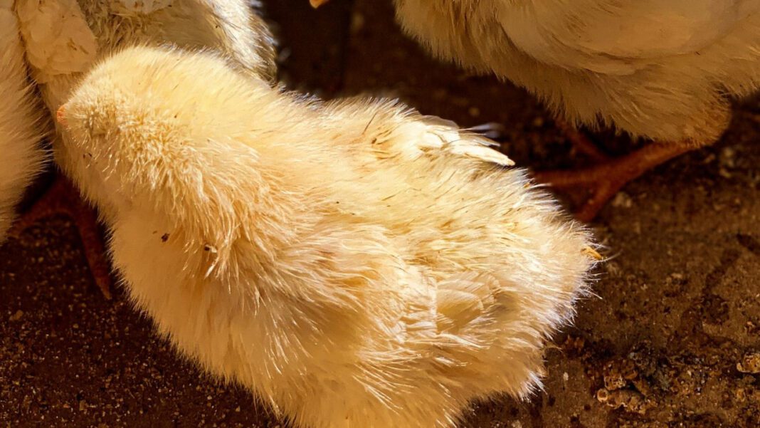 Feathers and Lungs: Inside Chicken Breathing