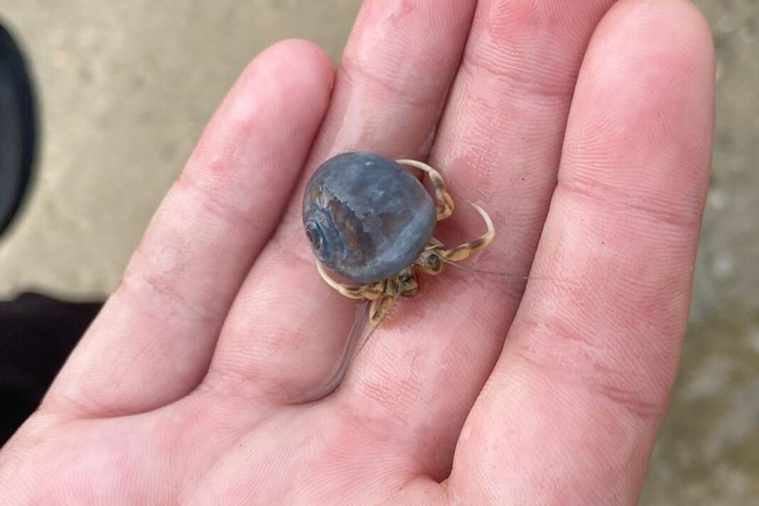Understanding Hermit Crabs Without Shells