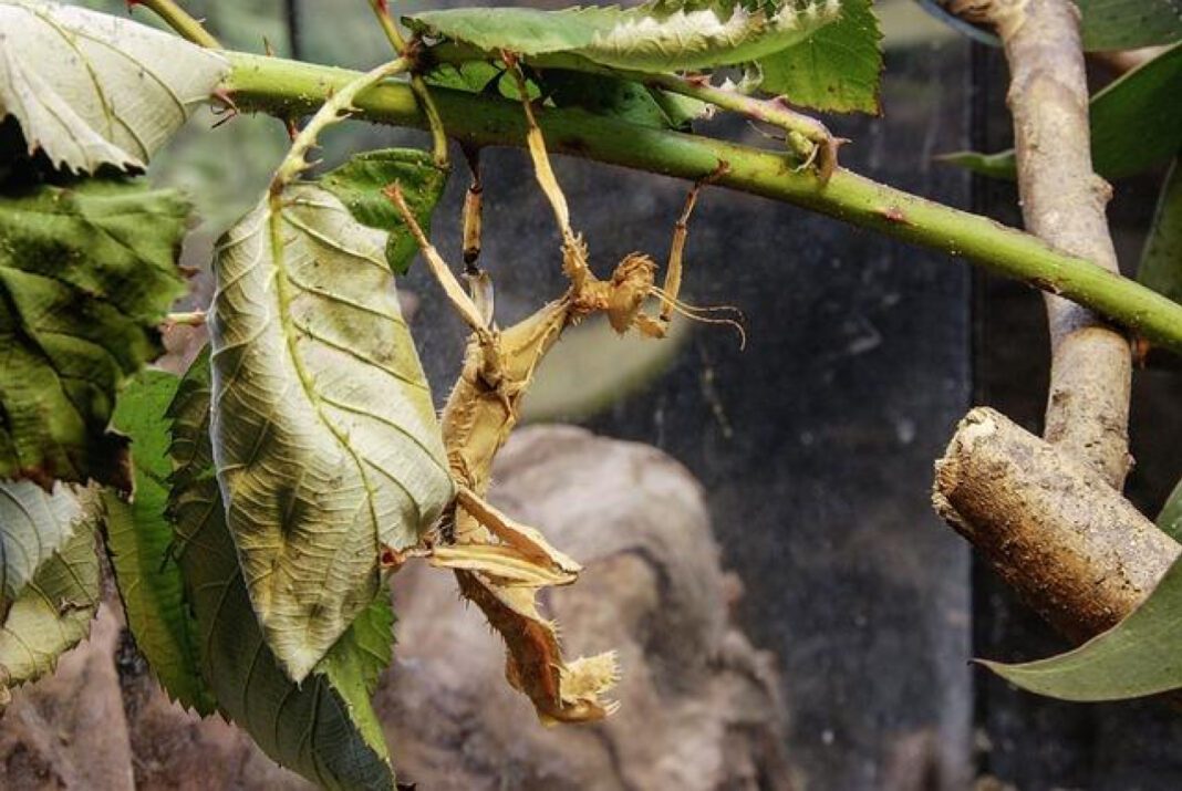 Fascinating Facts About Phasmids