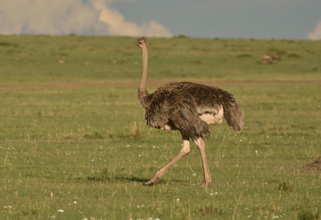 What Does Ostrich Taste Like: Exploring the Flavor of Ostrich Meat