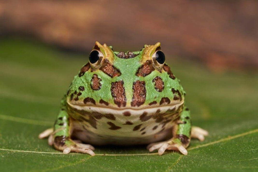 The Enigmatic Horn Frog: A Fascinating Creature