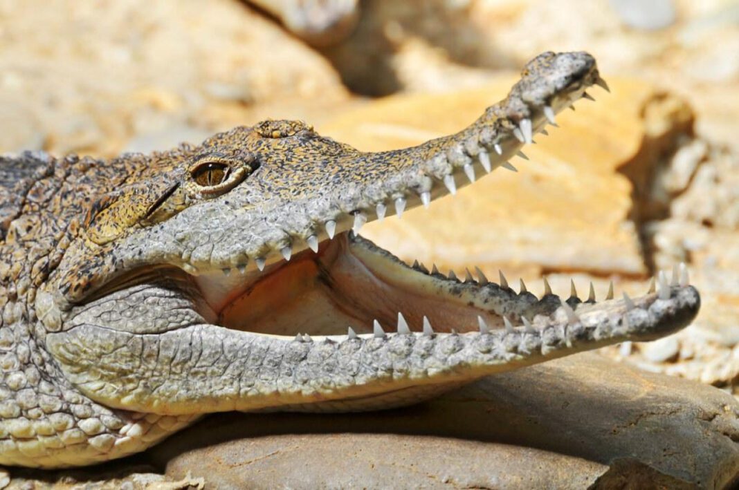 The Anatomy of a Crocodile Penis
