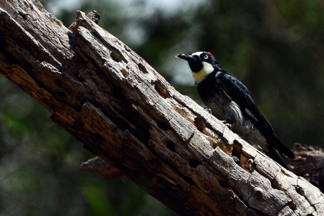 The Rise of Private Avocado: What You Need to Know