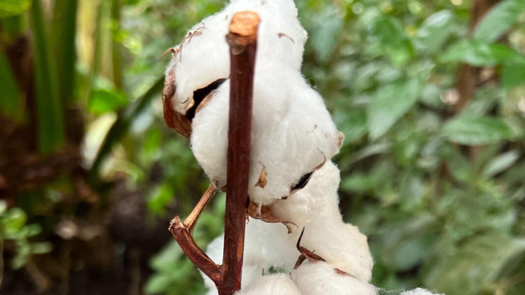 The Benefits of Jarah Cotton: A Guide