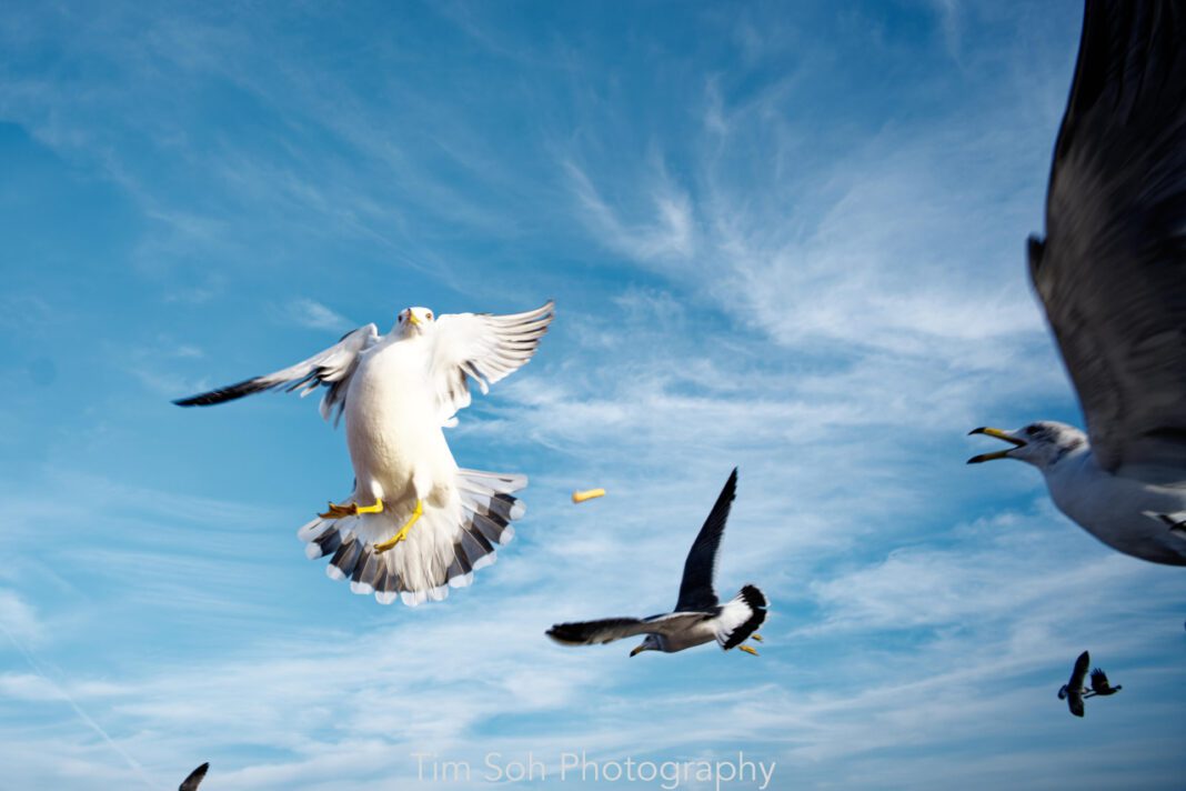 Exploring the History and Flavors of Calbee Snacks