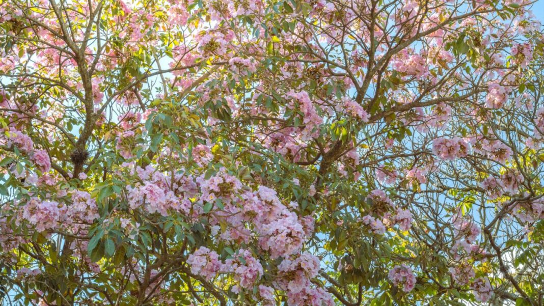 Pepsi Zero: Everything You Need to Know