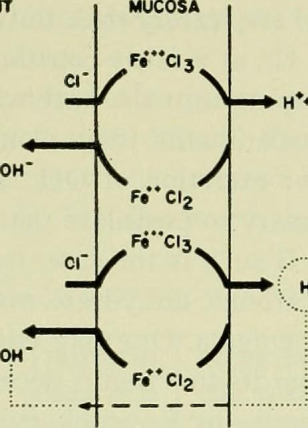Understanding the Role of Electrolytes in Gatorade