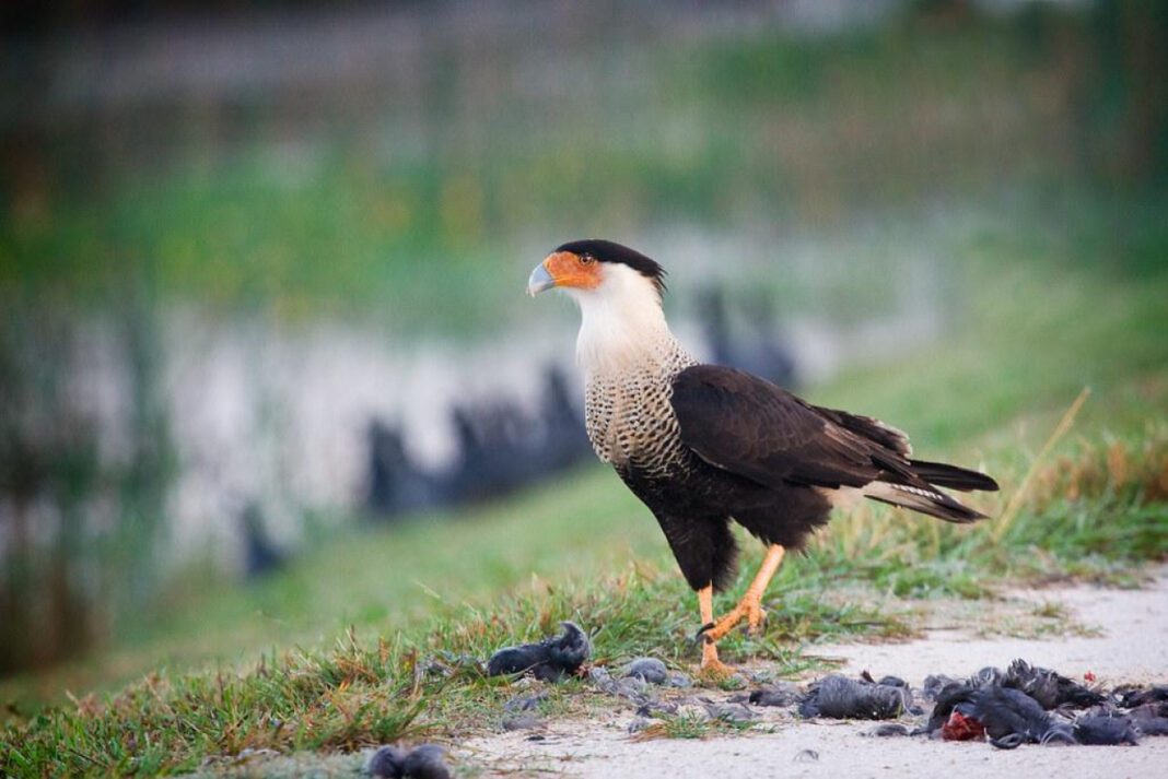 Crested Caracara: A Guide to the Majestic Bird