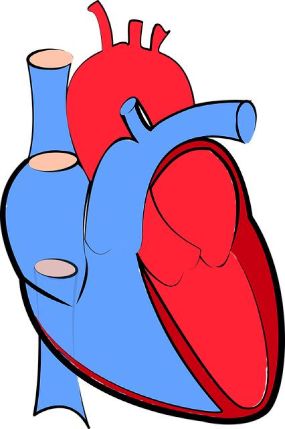 Understanding the Artery vs. Vein Distinction