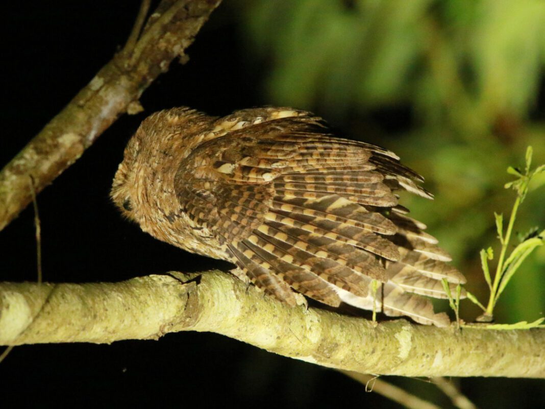 Understanding Eye Scars: Causes, Treatment, and Prevention