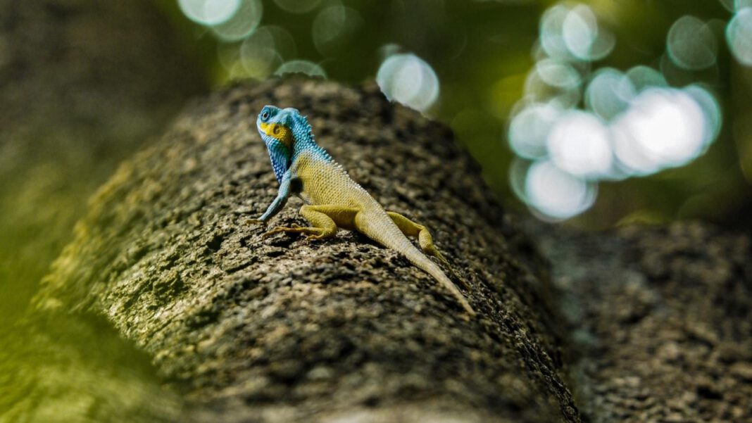 Diving Into the Legacy of Dan Cortez: From MTV to Hollywood