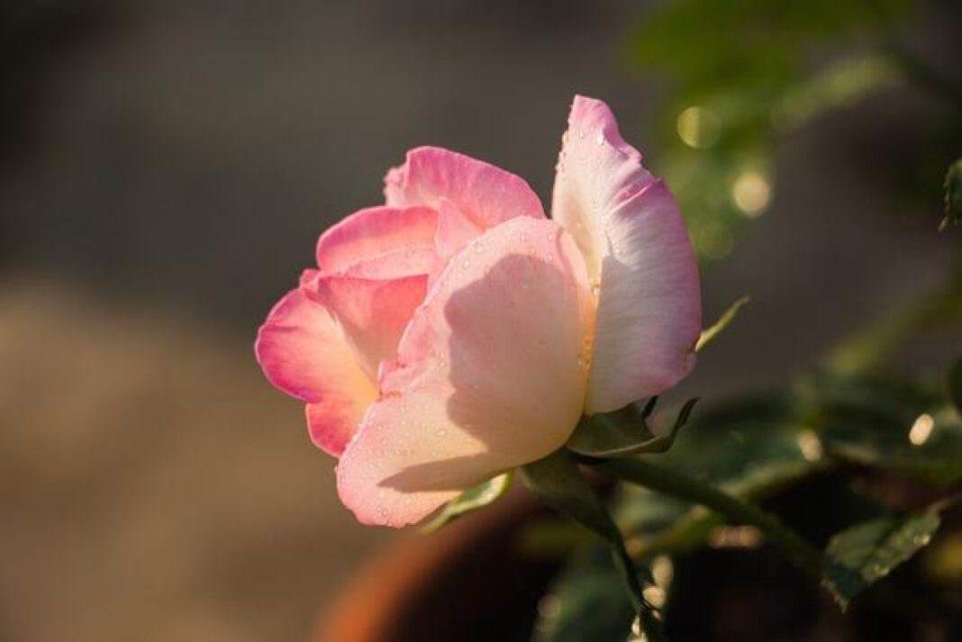 Charlene Fleming: Life and Career of a Champion