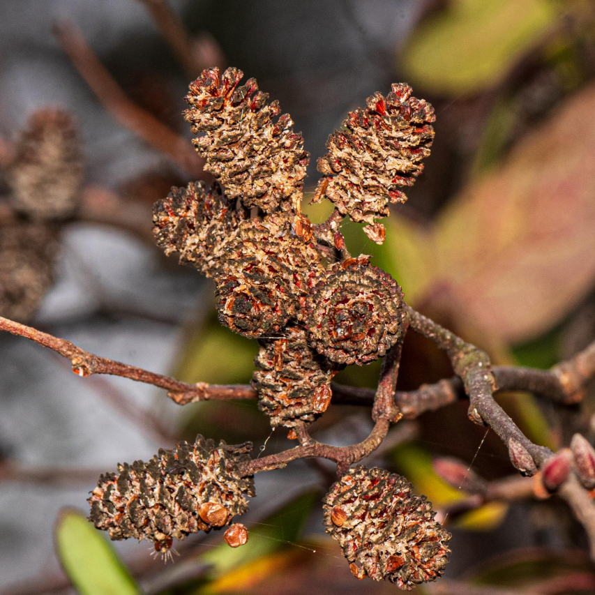 Benefits of Walking 4 Miles a Day: A Complete Guide