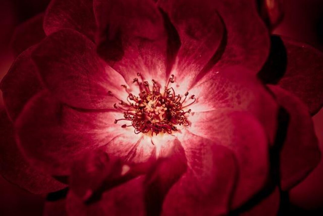 The Centers for Advanced Orthopaedics: Expert Care for Orthopedic Conditions