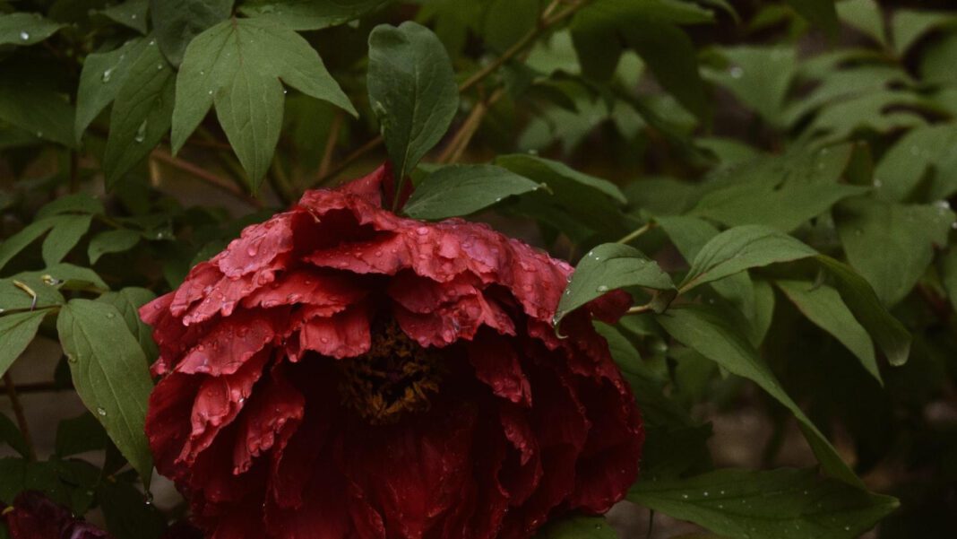 Carolina Ophthalmology: Your Vision, Our Focus