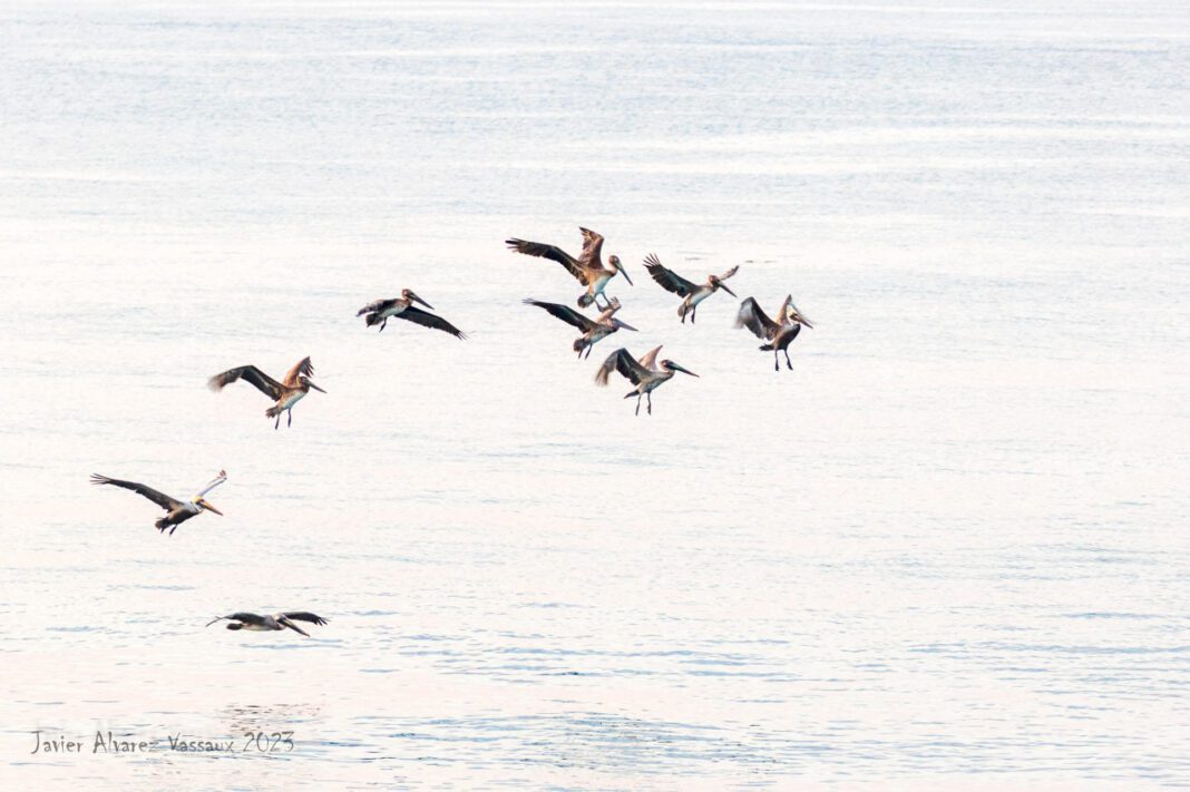 Brown Period Blood: Causes and When to See a Doctor