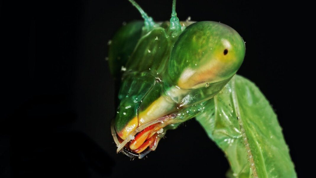 How to Purchase Instagram Follower Bundles: A Guide