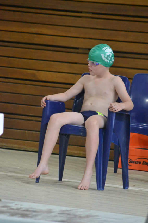 Swimming with Dolphins: Essential Safety Tips