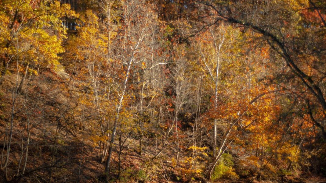 Gretchen Lewis: A Comprehensive Profile