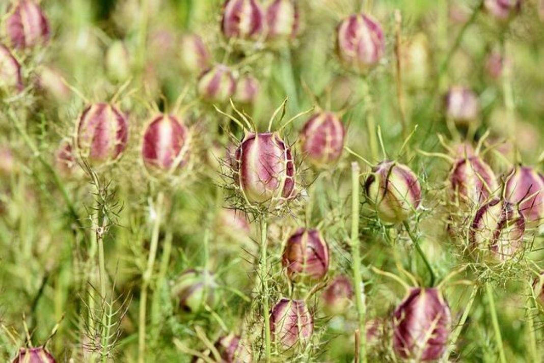 Gretchen Lewis: A Comprehensive Guide to Her Work