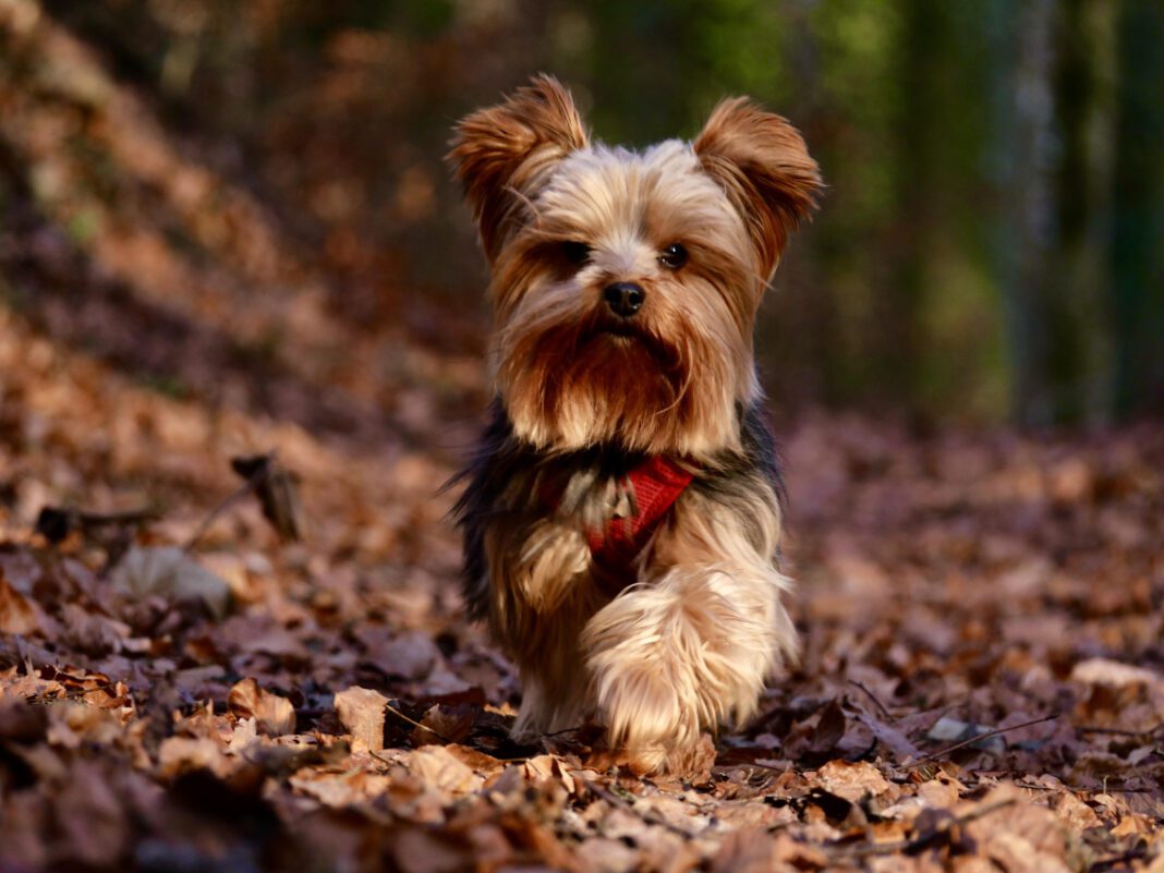 Solving the Mystery: What’s Behind Your Itchy Back?