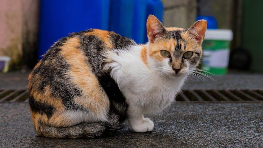 Discover the Story of Alejandro Delgado: A Rising Star in [Industry]