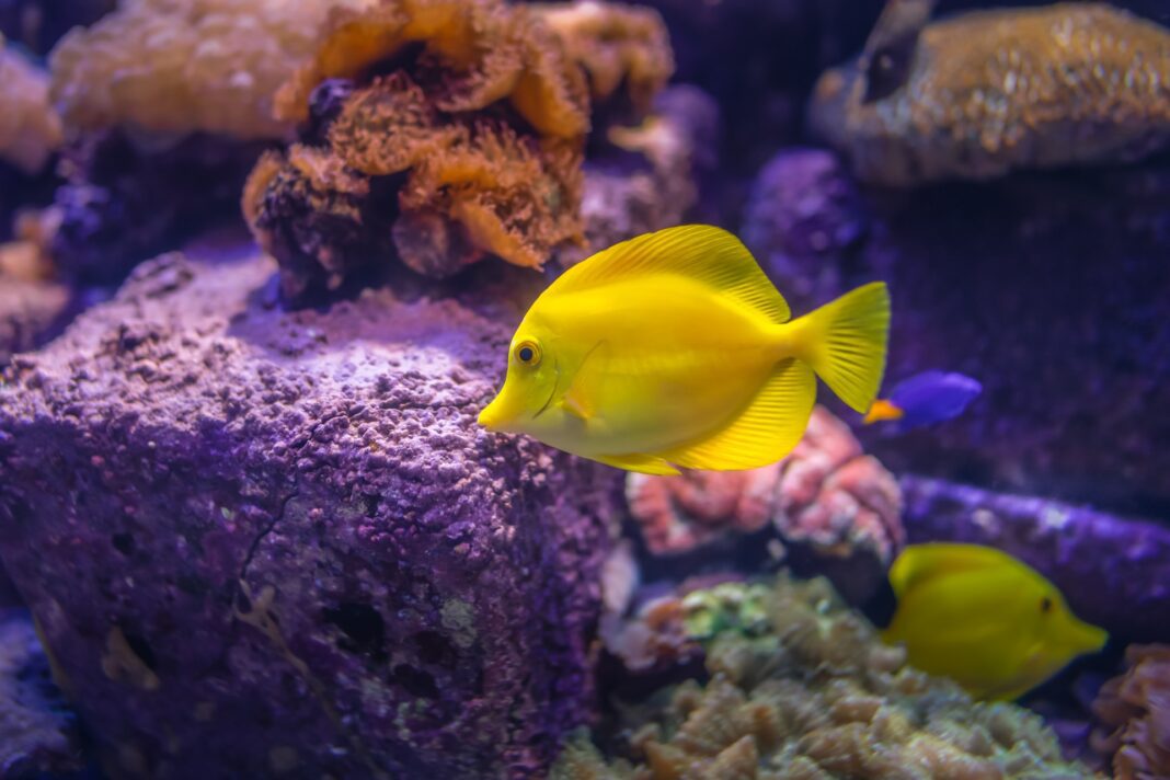 Butterfly Fish