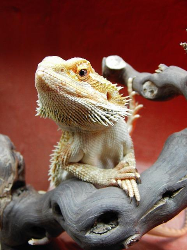 Discovering the Natural Habitat of Bearded Dragons
