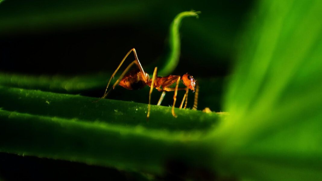 The Unique Characteristics of the Panda Ant: A Fascinating Insect