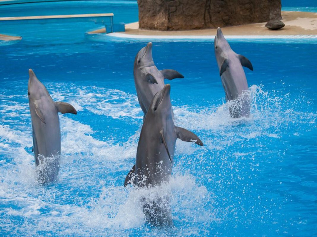 The Fascinating World of Dolphin Penises: Size, Function, and More