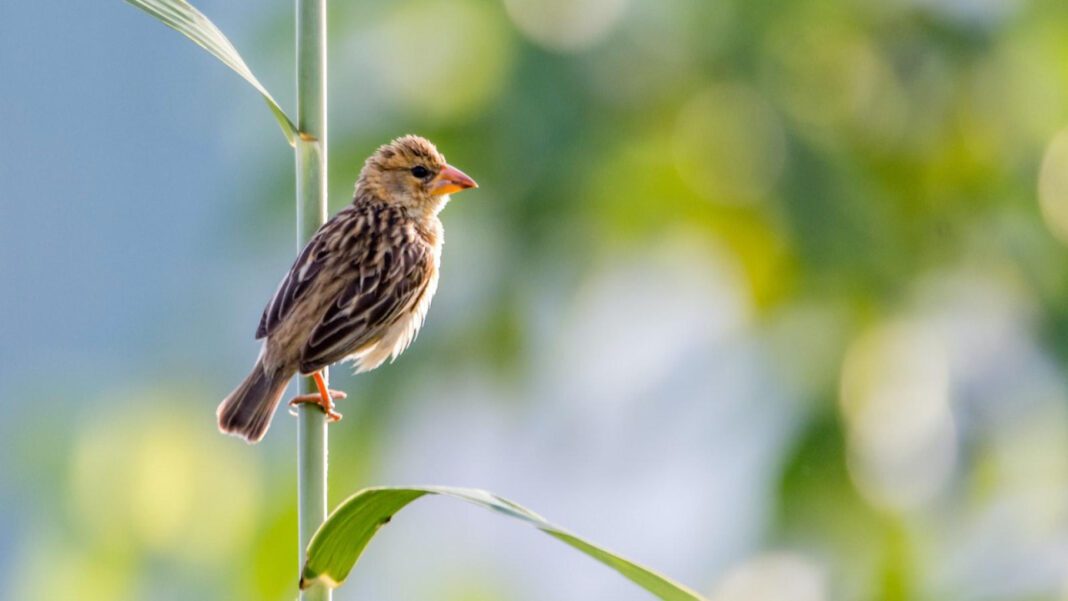 Meet Dr. Little: The Expert in Pediatric Care