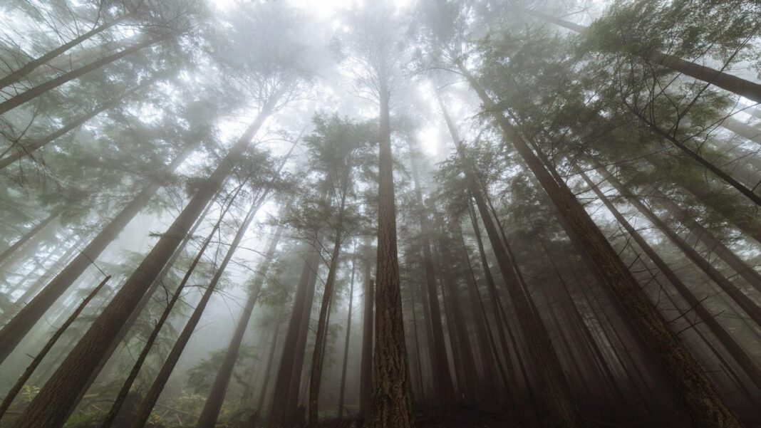 The Fascinating World of Giant Octopus: Facts and Behavior