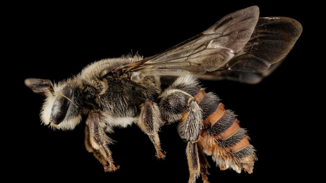 The Fascinating World of Animal Eyes: A Comprehensive Guide