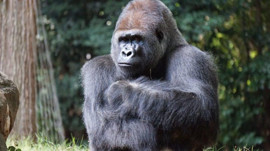 The Anatomy and Function of Gorilla Teeth: A Comprehensive Guide