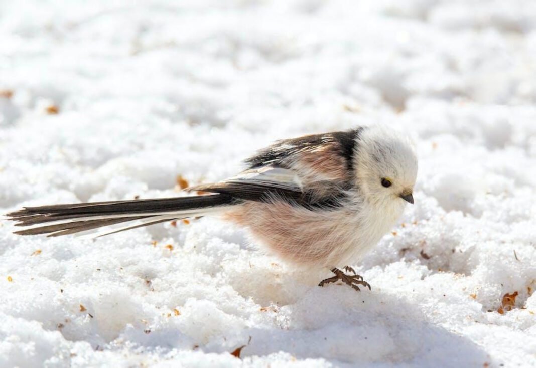 Top Cold Sore Medicine at Walgreens: Your Ultimate Guide