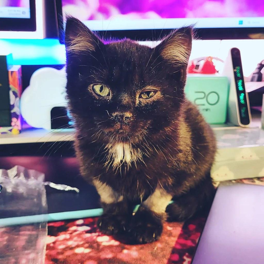 Understanding Levothyroxine: The Generic Option