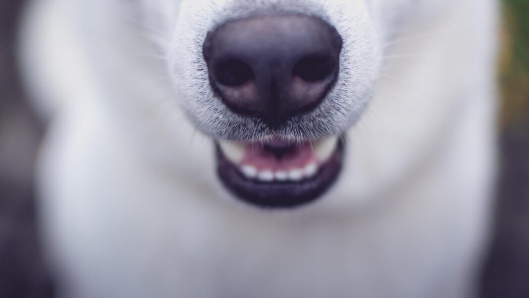 Understanding the Cost of Replacing Teeth: A Guide