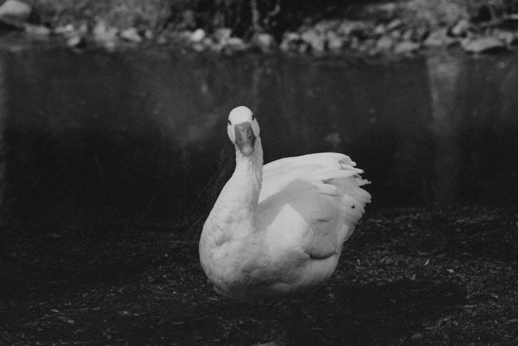 Discover the Elegance of Swan Center: A Haven for Swans